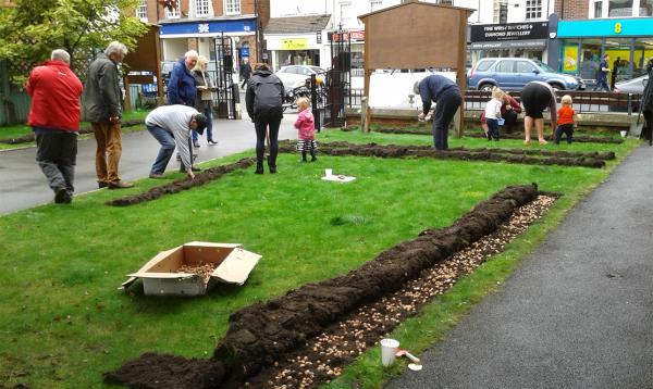 Lymington Rotary Crocus Planting