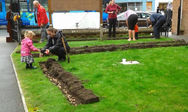 Lymington Rotary Crocus Planting