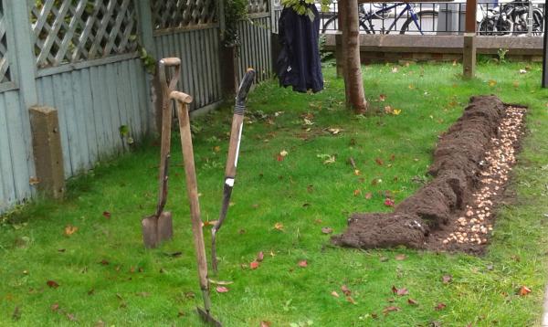 Lymington Rotary Crocus Planting