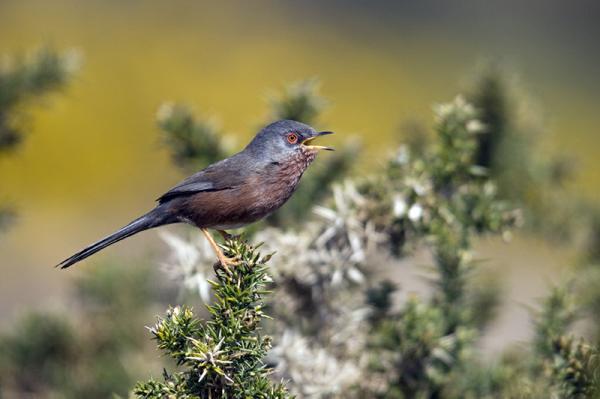 Dartford Warbler by Geoff Jones